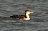 Common Loon